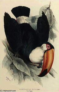 Toco Toucan (ramphastos Toco) — Edward Lear, Natural History Illustration