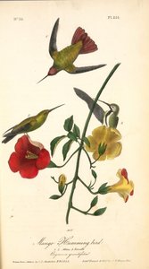 Mango Humming Bird. 1. 2. Males. 3. Female. — John James Audubon, Wildlife Painting