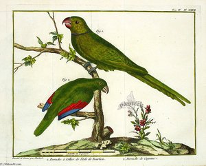 Reunion Parakeet