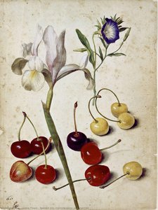 Spanish Iris, Morning Glory, And Cherries — Georg Flegel