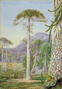 Puzzle Monkey Trees And Guanacos, Chili — Marianne North