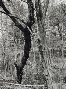Long Island — Thomas Roma
