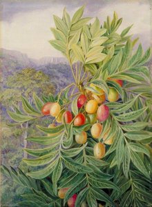 The Kaffir Plum, Painted In The Perie Bush, South Africa — Marianne North