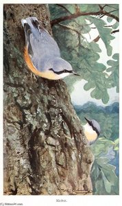 Nuthatch — Friedrich Wilhelm Kuhnert