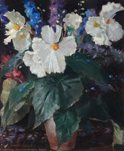Begonias — Hamish Constable Paterson