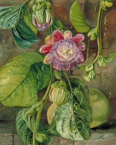 Foliage, Flowers And Fruit Of The Granadilla, Jamaica — Marianne North, Victorian Botanical Painting