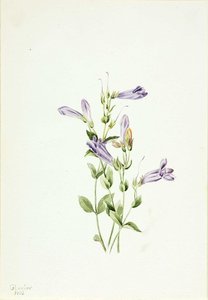 Penstemon (penstimon Fruiticosus) — Mary Morris Vaux Walcott