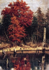 Autumn Wood In North Carolina With Tree Stumps In Water