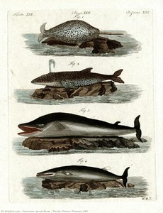 Fische, Pisces, Poissons XXII
