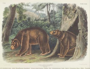 Ursus Americanus, Pallas. Var. Cinnamonum, Aud & Bach. Cinnamon Bear. Male & Female. — John Woodhouse Audubon, Naturalism