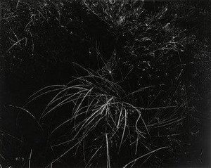 Spider Web, Aix En Provence — Harry Callahan