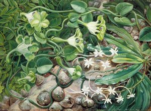 The Knobwood And Flowers Of Natal — Marianne North
