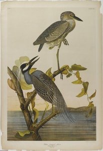 Yellow-crowned Heron — John James Audubon