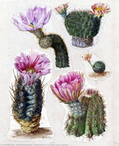 Illustrations Of Multiple Cactus Species — Mary Emily Eaton, Botanical Realism