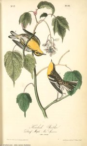 Hemlock Warbler, 1. Male, 2. Female. (dwarf Maple. Acer Spicatum.) — John James Audubon