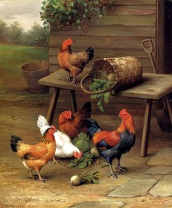 Poultry in a barnyard