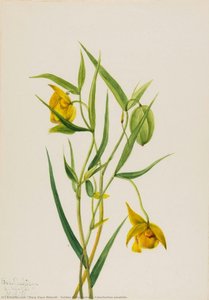 Golden Fairy Lantern (calochortus Amabilis) — Mary Vaux Walcott, Impressionistic Watercolor Landscape