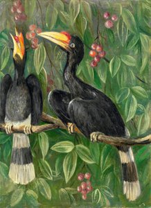 Great Hornbill Birds — Marianne North