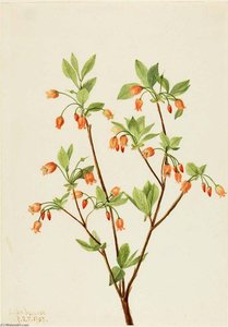 Menziesea (menziesea Glabella) — Mary Morris Vaux Walcott