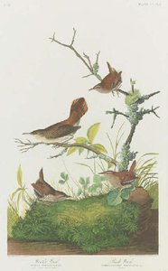 Winter Wren. Rock Wren — Robert Havell