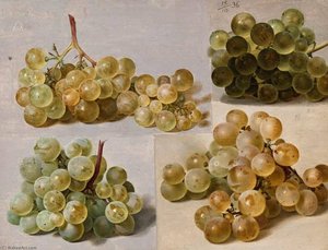 Still Life of Grapes