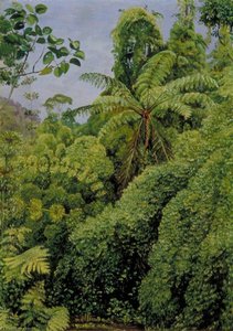 Tree Ferns And Climbing Bamboos In Gongo Forest, Brazil — Marianne North