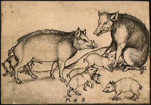 Family Of Pigs — Martin Schongauer