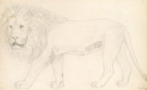 A Lion At The 'old Exeter Change' — John Frederick Lewis