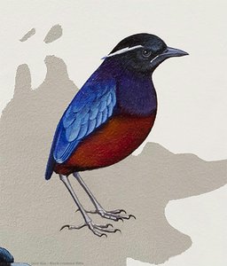 Black-crowned Pitta — Jane Kim, Contemporary Realism