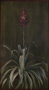 Australian Spear Lily — Marianne North