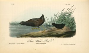 Least Water-rail. 1. Adult Male. 2 Young — John James Audubon