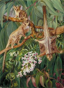 Foliage Of A Gum Tree And Flowers Of Tecoma With Flying Opossums — Marianne North