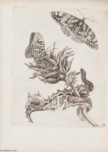 Erucarum Ortus, Alimentum Et Paradoxa Metamorphosis. Amsterdam