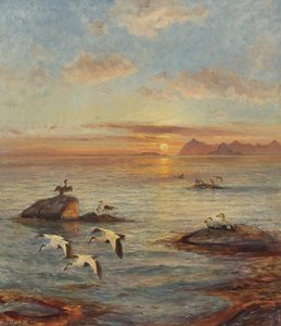 Eider Ducks In The Midnight Sun — Thorolf Holmboe