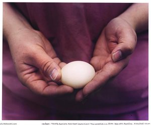 Mallard Egg Research Testing Potential Chemical Contraceptives Designed To Manage Overabundant Canada Goose Populations. National Wildlife Research Center. Fort Collins, Colorado — Joann Brennan