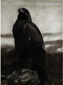 Golden Eagle