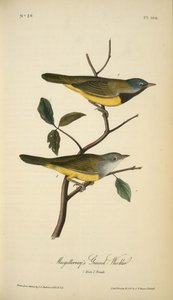 Macgillivray's Ground-warbler. 1. Male. 2. Female. — John James Audubon