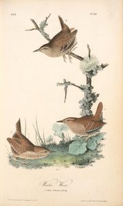 Winter Wren. 1. Male. 2. Female. 3. Young — John James Audubon