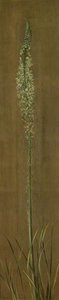 A Species Of Ornithogalum — Marianne North