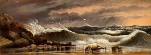 Dead Sheep On Aberystwyth Beach — Alfred Worthington