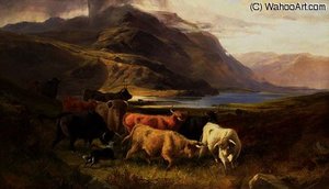 Highland Cattle with a Collie