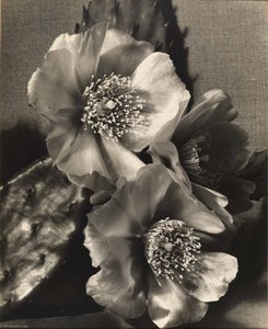 Contrast — Grace M Ballentine