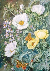Mexican Poppies, Chilian Schizanthus And Insects — Marianne North