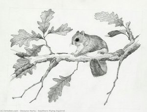 Southern Flying Squirrel — Dwayne Harty