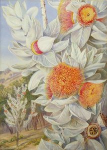 Foliage, Flowers And Seed Vessels Of A Rare West Australian Shrub — Marianne North