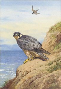 Peregrine Falcon — Archibald Thorburn
