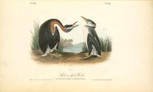 Red-necked Grebe. 1. Adult Male Spring Plumage. 2. Young Winter Plumage — John James Audubon