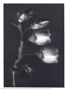 Art Forms in Nature 108