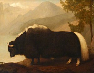 Yak — George Stubbs