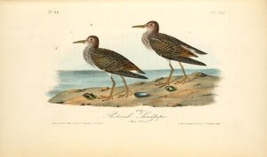 Pectoral Sandpiper. 1. Male. 2. Female — John James Audubon